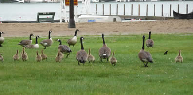 geese